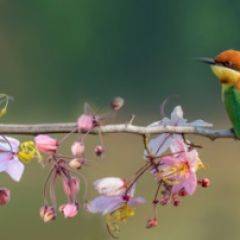 Кухонный фартук Фауна 015 МДФ матовый (3000) Fauna в Стрежевом - strezevoi.mebel24.online | фото 1